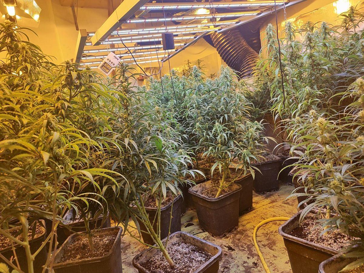 Mafia albanaise: 500 plants de cannabis et un labo de drogues synthétiques mis au jour par la police