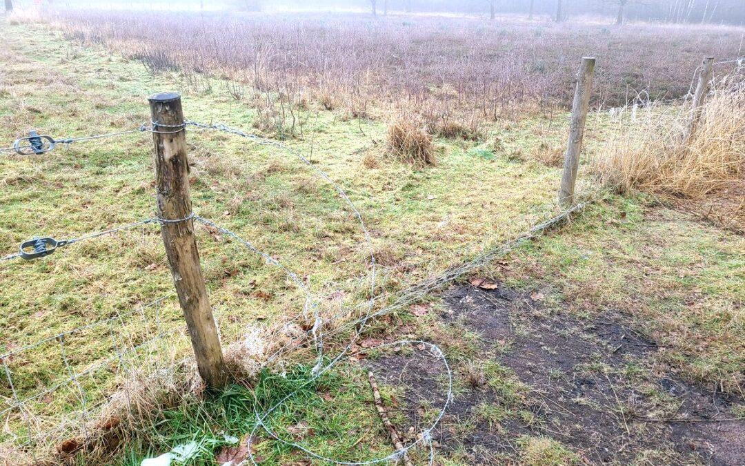 Les clôtures de la lande de Streupas de nouveau vandalisées: les vaches Highland s’y trouvaient