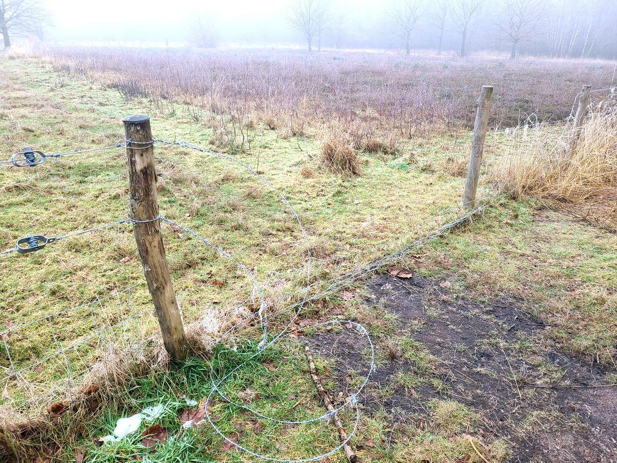 Les clôtures de la lande de Streupas de nouveau vandalisées: les vaches Highland s’y trouvaient