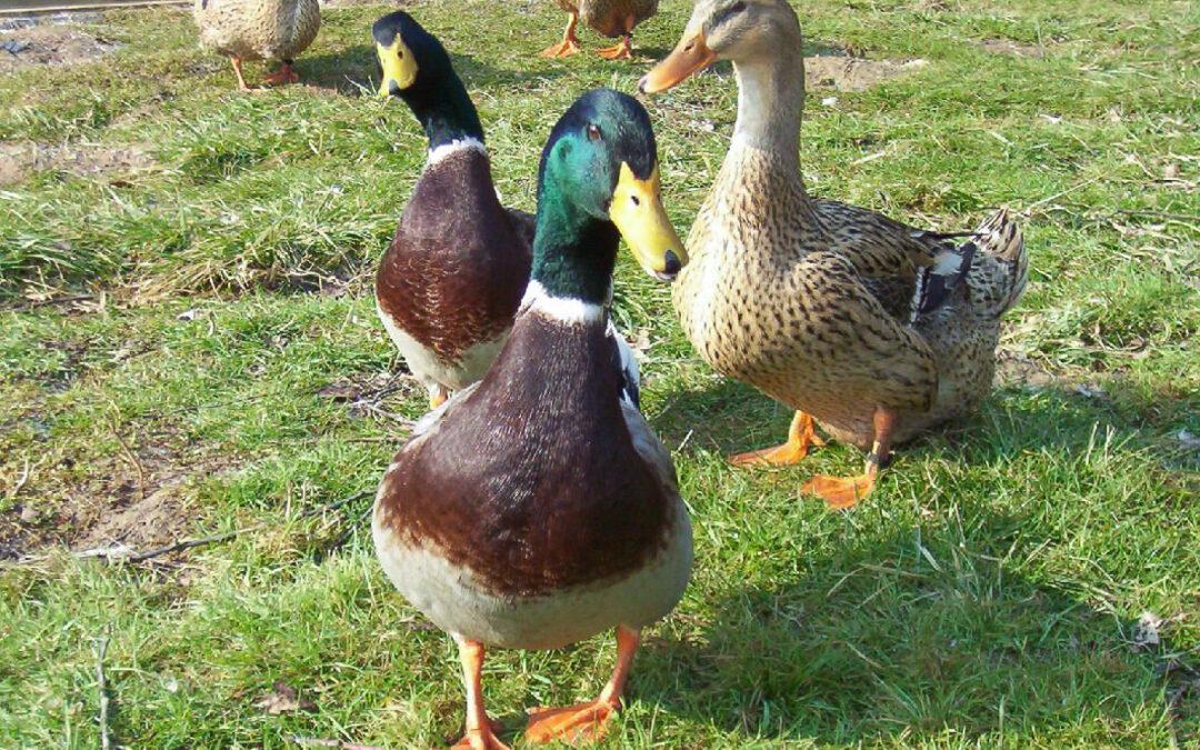 Guerre des canards au Laveu: rillettes ou tranquillité ?