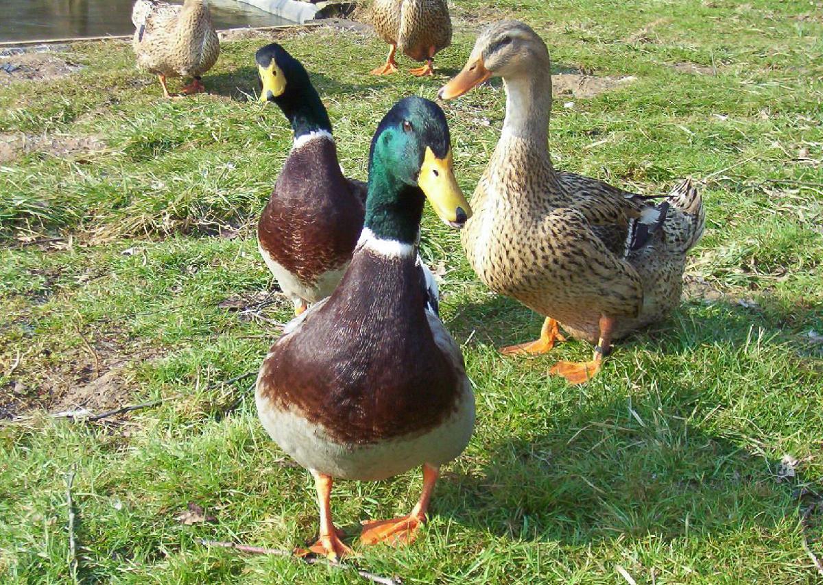 Guerre des canards au Laveu: rillettes ou tranquillité ?