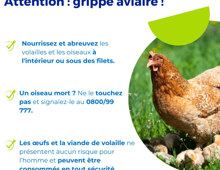 La grippe aviaire a été détectée dans notre région: “Les oiseaux morts ou malades ne doivent pas être touchés”