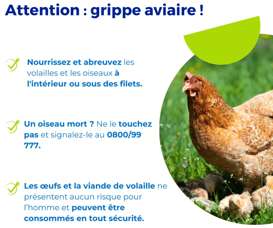 La grippe aviaire a été détectée dans notre région: “Les oiseaux morts ou malades ne doivent pas être touchés”