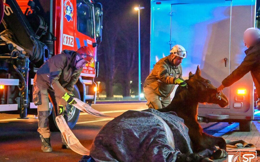 Sauvetage d’un cheval effondré sur le quai des Ardennes