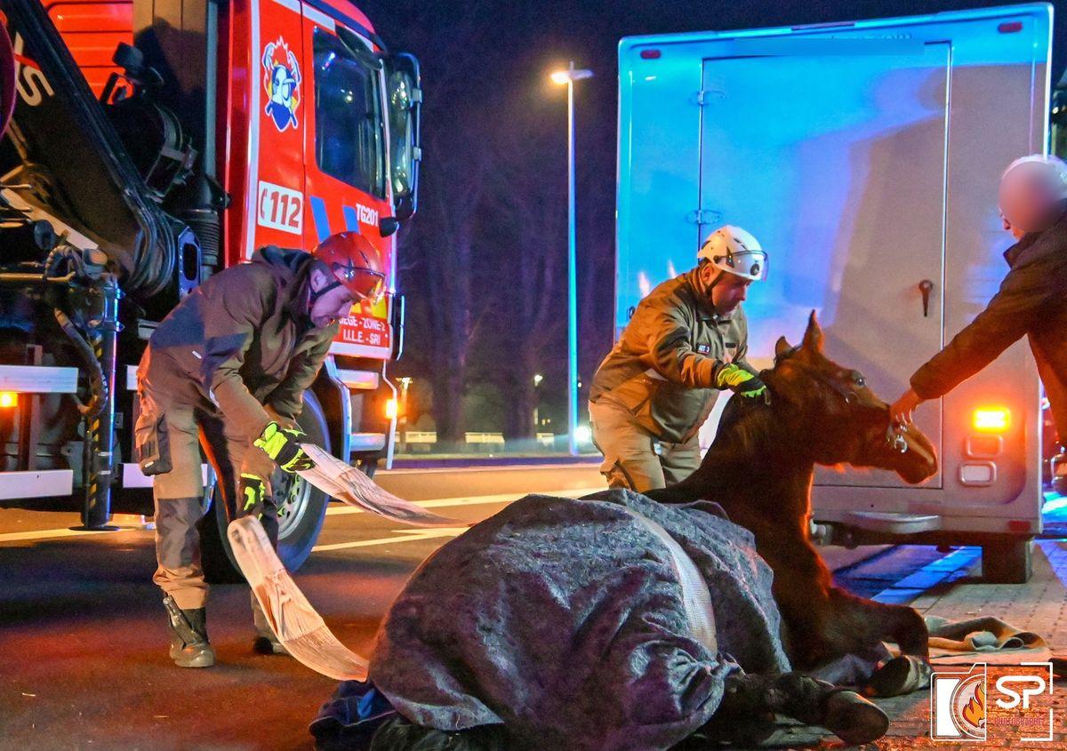 Sauvetage d’un cheval effondré sur le quai des Ardennes