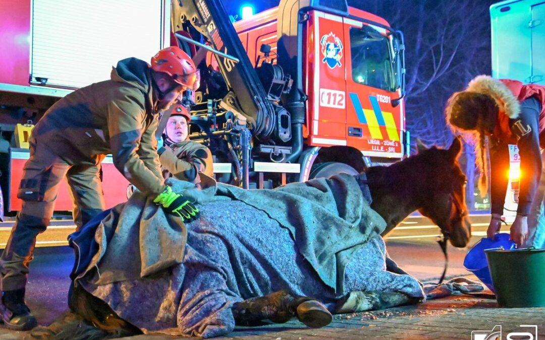 Des nouvelles du cheval secouru dimanche après s’être effondré sur le quai des Ardennes