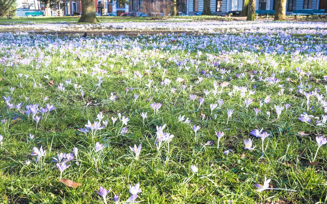 Admirez le magnifique tapis de milliers de crocus sur les pelouses du jardin botanique