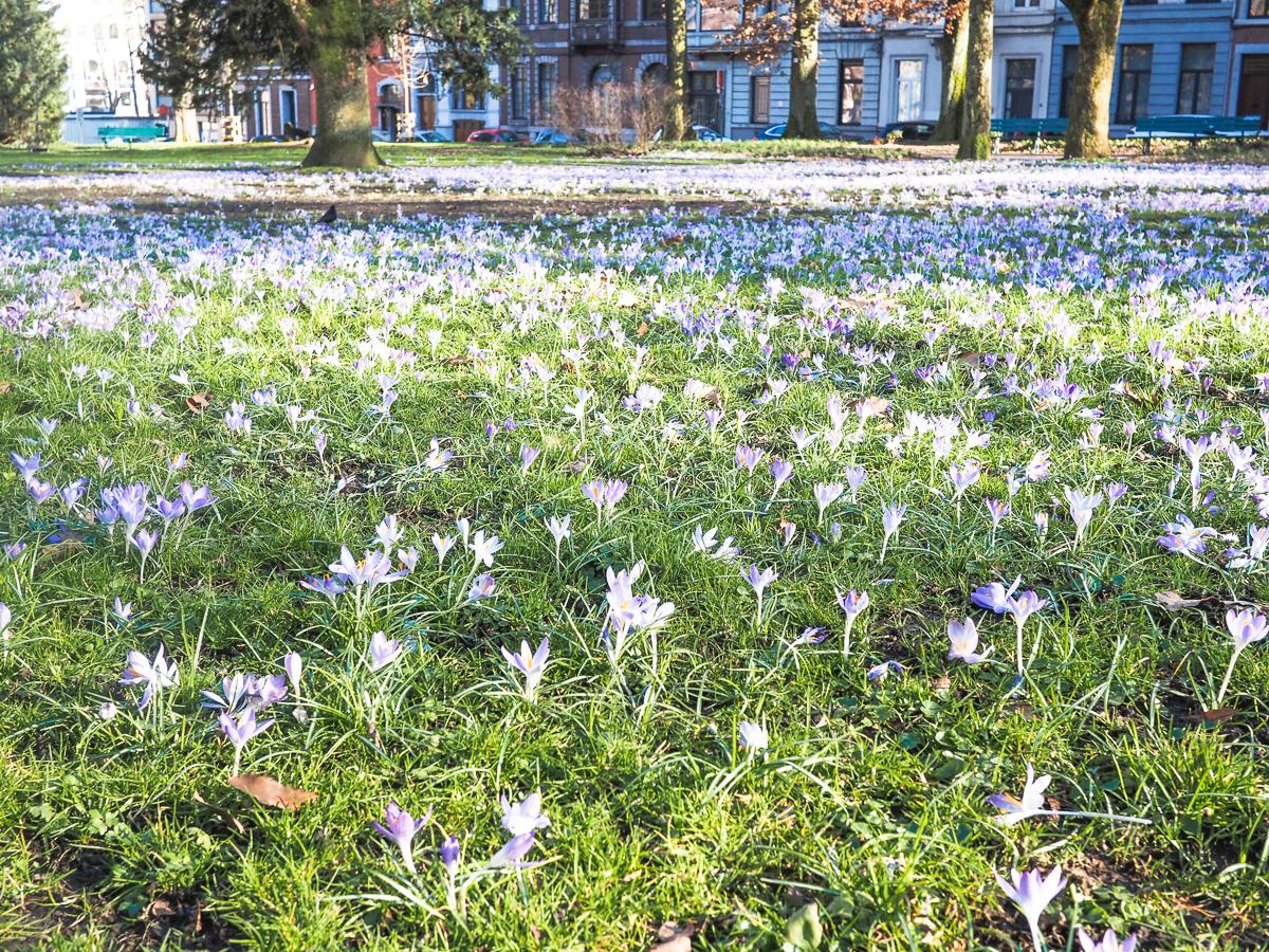 Admirez le magnifique tapis de milliers de crocus sur les pelouses du jardin botanique